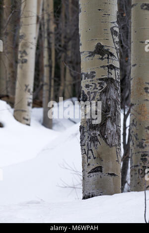 Un bosquet de trembles dans le sombre hiver à l'extérieur de Santa Fe, Nouveau Mexique. Banque D'Images