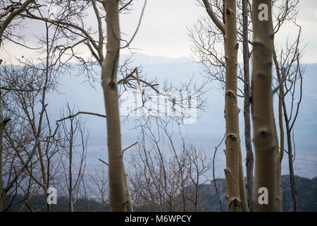 Regardant vers le bas au moyen d'un aspen grove, à Santa Fe, Nouveau Mexique Banque D'Images