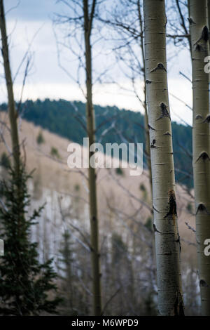 Une belle scène de printemps à aspen dans les branches d'arbres à Santa Fe, Nouveau Mexique. Banque D'Images