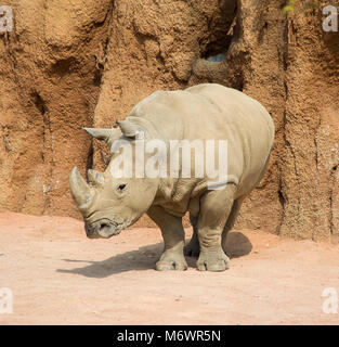Mâle rhinocéros poussiéreux, debout, avec sur le terrain. Banque D'Images