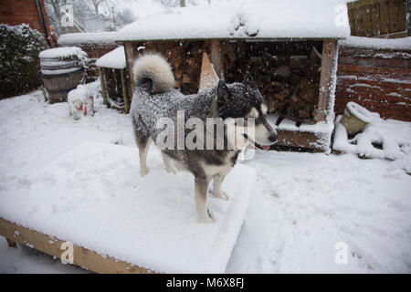 Husky dans la neige en Angleterre Banque D'Images