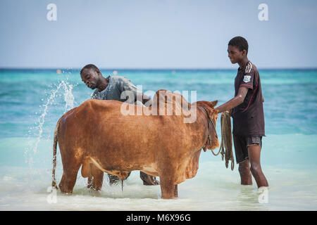 Les hommes lave-vache dans la mer sur la plage de Stone Town, Zanzibar, Tanzanie. Banque D'Images