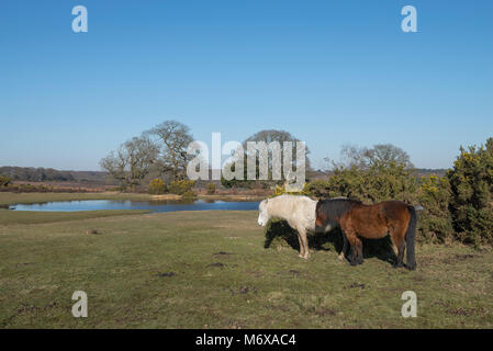 Mogshade Étang dans la New Forest, Hampshire, Royaume-Uni. Poneys New Forest de l'abri l'hiver froid. Banque D'Images