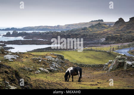 Cheval solitaire dans un champ dans l'Irlande rurale Banque D'Images