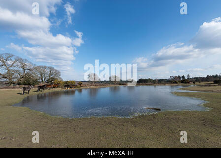 Un Mogshade congelés Étang dans la New Forest, Hampshire, Royaume-Uni Banque D'Images