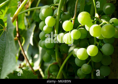 Grappes de raisin vert sur les branches Banque D'Images