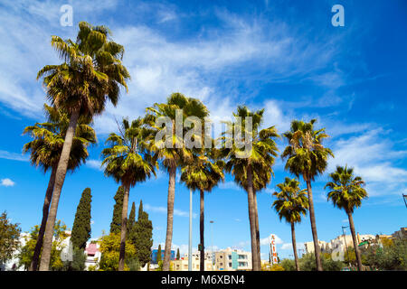 De hauts palmiers (Ville Nouvelle, Fès, Maroc) Banque D'Images
