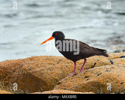 L'huîtrier fuligineux Haematopus fuliginosus Coles Bay Tasmania Banque D'Images