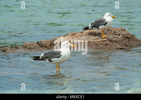 Des oiseaux de mer ou mouette sur un rocher dans un matin ensoleillé. La Paz Baja Califronia Sur, mer de Cortes. Le Mexique Banque D'Images