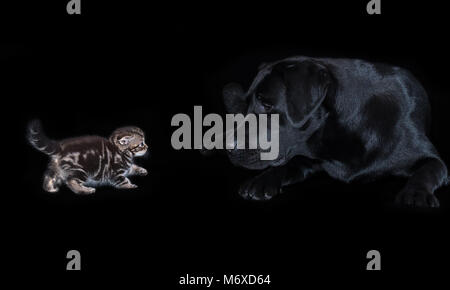 Grand chien labrador noir examine attentivement petit chaton Scottish Fold Banque D'Images