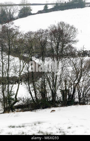 À partir des renards et des blaireaux pour les lapins et les cervidés, apprendre à identifier les traces et les empreintes d'animaux dans la neige.Fox visite un bois enneigé Banque D'Images