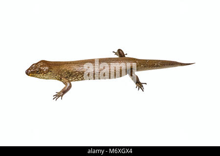 Egernia kingii, King's skink, isolé sur fond blanc. Il est constaté dans les régions côtières du sud-ouest de l'Australie, l'île Rottnest et Penguin Island. Ce reptile mange aussi des œufs d'oiseau. Banque D'Images