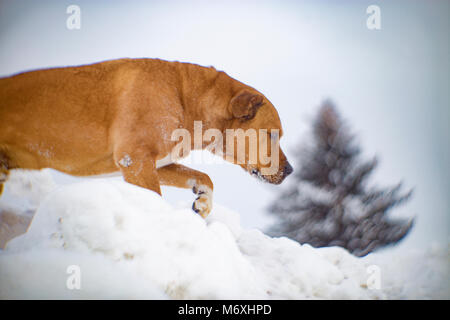 Un chien rouge avec sans col dans la neige, dans l'ancienne ville minière de Philipsburg, Montana. Banque D'Images