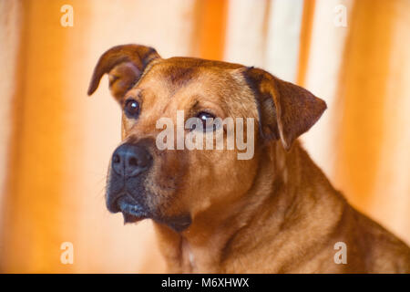 Portrait d'un chien de rouge. Banque D'Images