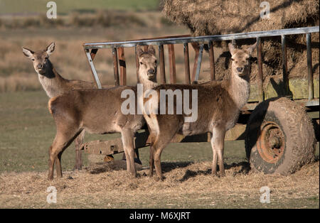 Red Deer hinds à Burley dans la New Forest, Hampshire, Royaume-Uni. Banque D'Images