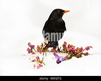 Blackbird dans la neige parmi les bruyères la recherche et à la recherche de graines et d'écrous sur le terrain. Banque D'Images