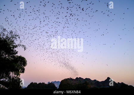 Des millions de chauves-souris en gros essaims quittent Bat Cave chaque soir après le coucher du soleil, traversant la rivière Thanlyin Saluen Banque D'Images