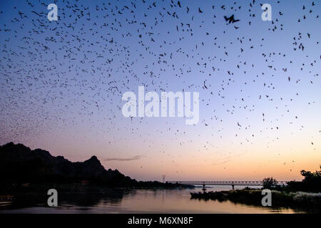 Des millions de chauves-souris en gros essaims quittent Bat Cave chaque soir après le coucher du soleil, traversant la rivière Thanlyin Saluen Banque D'Images