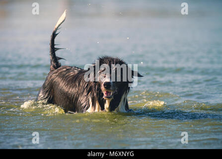 Border Collie jouant dans la mer Banque D'Images