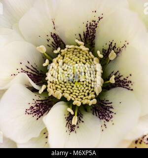 Un plan macro sur le centre d'une double fleur hellebore ellen. Banque D'Images