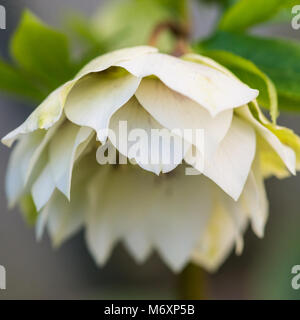 Un plan macro sur le capitule d'une double fleur hellebore ellen. Banque D'Images