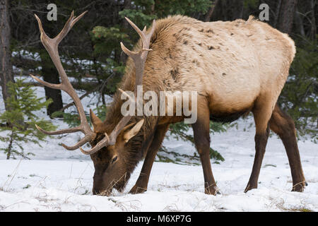 Grand mâle le wapiti (Cervus canadensis) pâturage dans neige de l'hiver, le Parc National de Jasper, Canada Banque D'Images