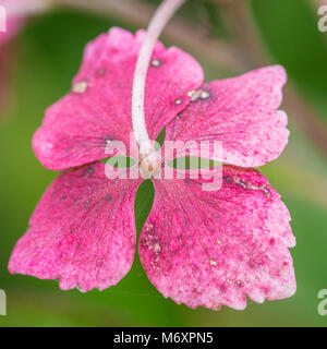 Un plan macro sur un hortensia bractée. Banque D'Images