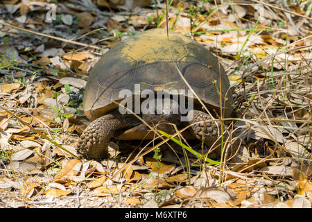 Gopher Tortoise (Gopherus polyphemus) sur le Hawk's Bluff Trail dans les savanes Préserver State Park, Jensen Beach, Martin County, Floride, États-Unis Banque D'Images