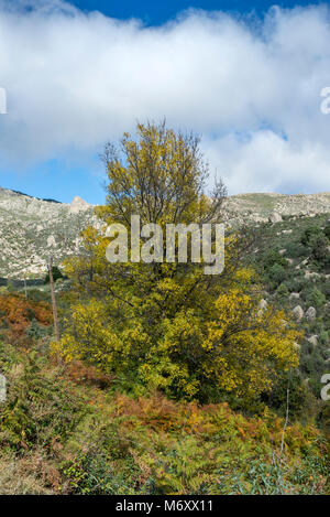 Frêne à feuilles étroites Fraxinus angustifolia,, dans le flux, dans l'Callejas, Sierra de los Porrones, Guadarrama, El Boalo, Madrid, Espagne Banque D'Images