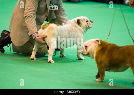 Crufts Dog Show MARS 2006 . Bulldog affiché . National Exhibition Centre , Birmingham , Angleterre . Banque D'Images