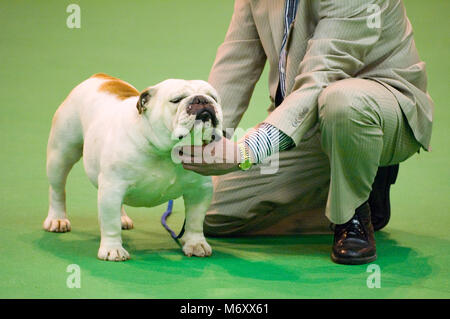 Crufts Dog Show MARS 2006 . Bulldog affiché . National Exhibition Centre , Birmingham , Angleterre . Banque D'Images