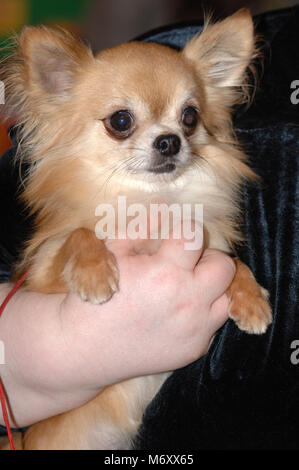 Crufts Dog Show . Mars 2006 . Chihuahua . National Exhibition Centre , Birmingham , Angleterre . Banque D'Images