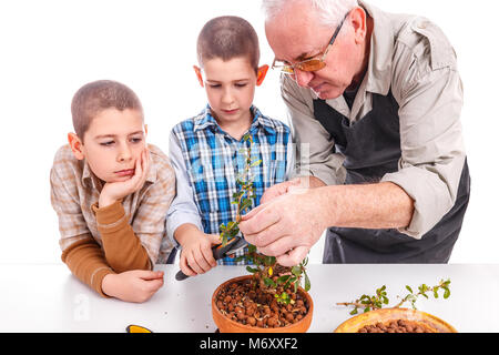 Man avec ses petits-enfants en prenant soin de plantes bonsai Banque D'Images