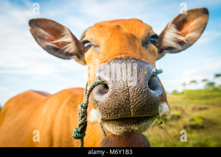 Gros plan d'une vache domestique brun Banque D'Images