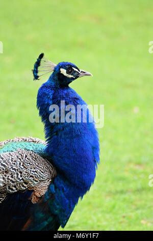 Peacock colorés à l'extérieur Banque D'Images