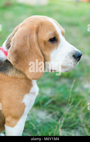 Portrait of cute chien beagle dans l'herbe verte dans l'arrière-cour Banque D'Images