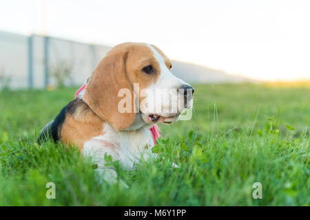 Portrait of cute chien beagle dans l'herbe verte dans l'arrière-cour Banque D'Images