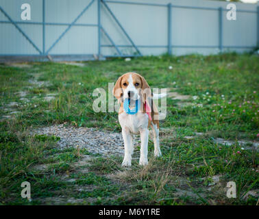 Portrait of cute chien beagle sur l'herbe verte dans l'arrière-cour Banque D'Images