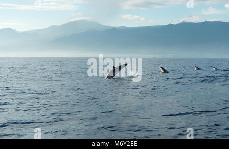 Dauphins dans l'océan Pacifique au lever du soleil. Bali, Indonésie Banque D'Images