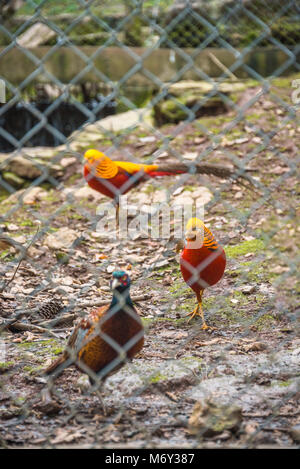 High Angle View of Golden Pheasant en cage au zoo. Banque D'Images