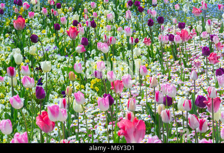 Tulipes de diverses couleurs fleurs jardin printemps Banque D'Images
