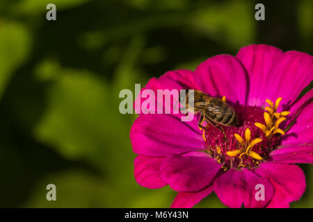 Close-up abeille sur fleur Banque D'Images