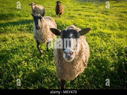 Plusieurs moutons sur une herbe verte pendant l'heure du coucher du soleil d'été de jour Banque D'Images