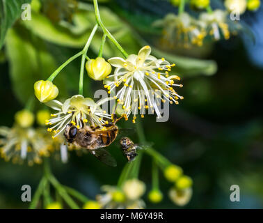 L'abeille pollinise branches fleurs de tilleul tilleul. Banque D'Images