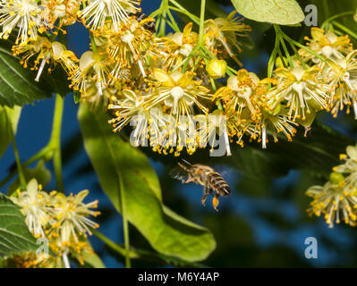 L'abeille pollinise branches fleurs de tilleul tilleul. Banque D'Images