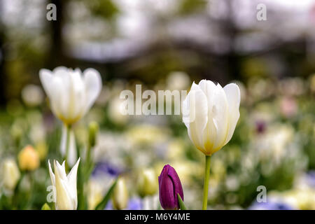 Tulipes colorées en pleine floraison au printemps en Allemagne en Europe Banque D'Images