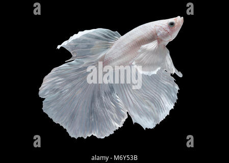 Betta Splendens Halfmoon blanc ou poisson combat siamois isolé sur fond noir, Plakat Thaïlande Banque D'Images