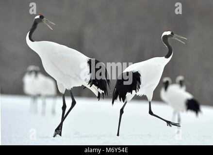 La danse des grues. La grue à couronne rouge, également appelé la grue japonaise ou grue de Mandchourie, est un grand de l'Asie de l'est cr Banque D'Images