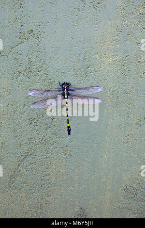 Une belle Sri lanka dragonfly dragonfly ictinogomphus flangetail rapace rapax reposant sur un mur au soleil Banque D'Images