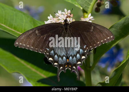 De l'Est féminin Tiger Swallowtail, Morph noir . Banque D'Images
